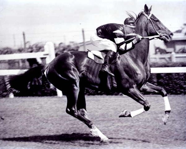 horse Phar Lap xx (Thoroughbred, 1926, from Night Raid xx) horse Phar Lap xx (Thoroughbred, 1926, from Night Raid xx)