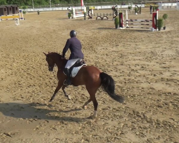 Reitturnier Frechen-Grefrath - Sonnenhof 2018