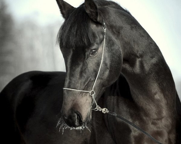 horse Julius (KWPN (Royal Dutch Sporthorse), 2014, from Mtf Starpower)