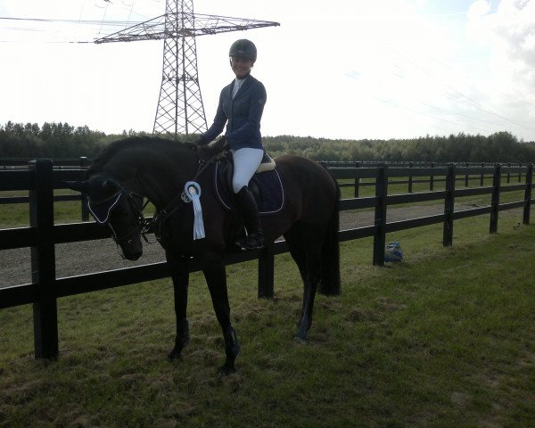 broodmare Cilena (Westphalian, 2005, from Charming 8)
