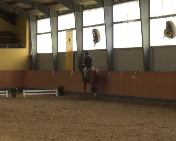 Reitturnier Frechen-Grefrath - Sonnenhof 2018
