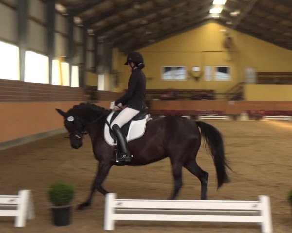 Reitturnier Frechen-Grefrath - Sonnenhof 2018