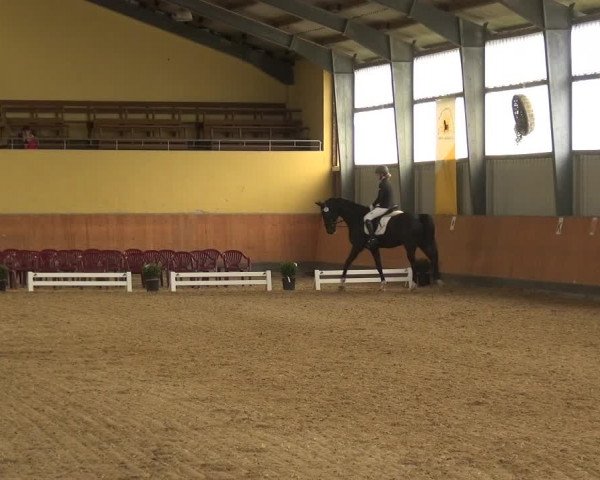 Reitturnier Frechen-Grefrath - Sonnenhof 2018