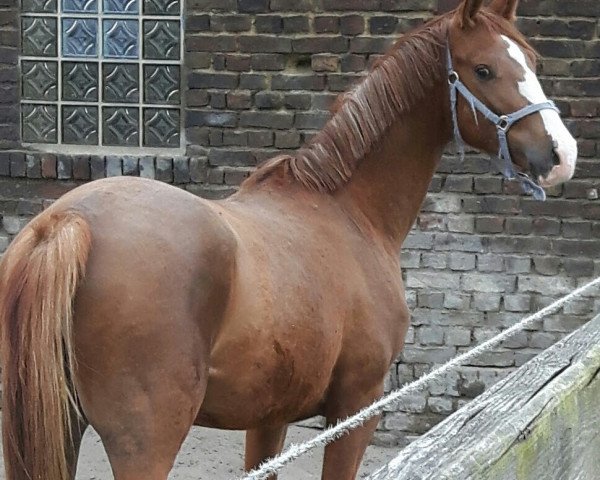 horse Eddy (Westphalian, 2015, from Elton John Dvb)