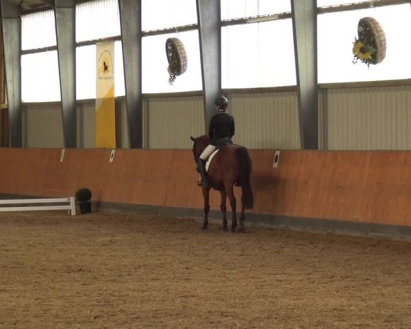 Reitturnier Frechen-Grefrath - Sonnenhof 2018