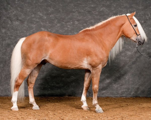 stallion Novembernebel (Haflinger, 2001, from Nordtirol)