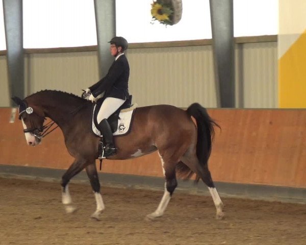 Reitturnier Frechen-Grefrath - Sonnenhof 2018