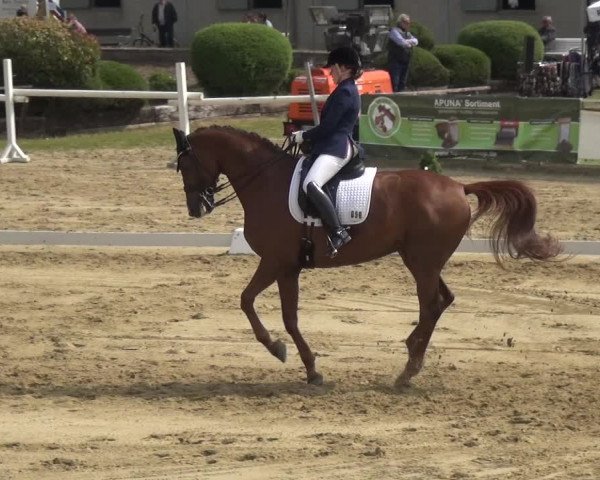 Reitturnier Frechen-Grefrath - Sonnenhof 2018