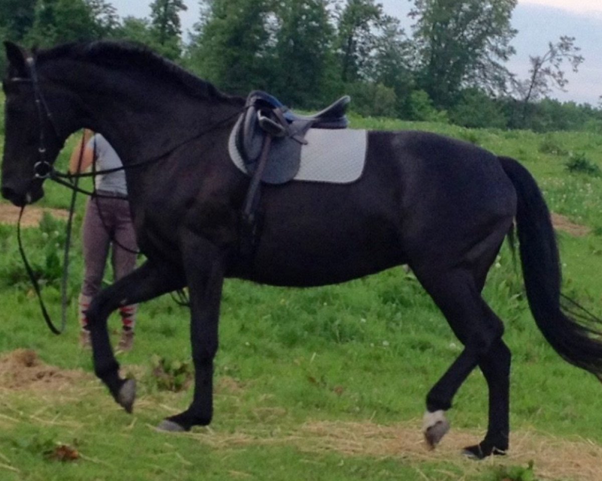 broodmare Jolie Joker (Oldenburg, 2004, from Florencio I)