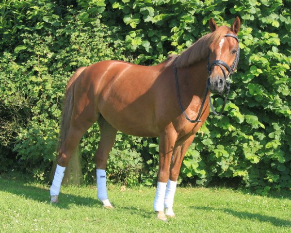 Dressurpferd Monty (Deutsches Reitpony, 2006, von Mister Mentos) Dressurpferd Monty (Deutsches Reitpony, 2006, von Mister Mentos)