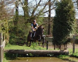 dressage horse Belle Amie 50 (Westphalian, 2005, from Belissimo NRW)