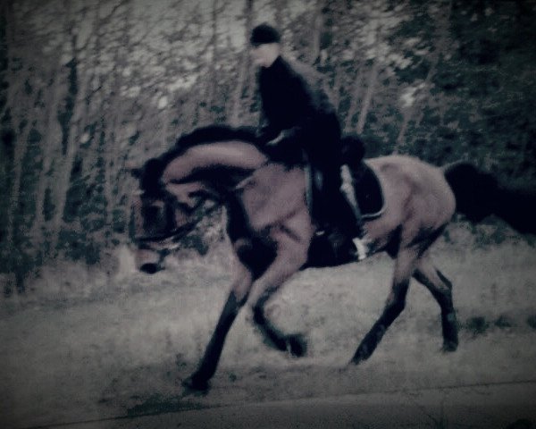 horse Forrest Gump 40 (Oldenburg, 1999, from Full Speed) horse Forrest Gump 40 (Oldenburg, 1999, from Full Speed)