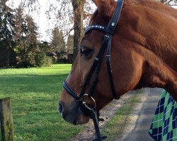 dressage horse Dagless (Oldenburg, 2001, from Dormello)