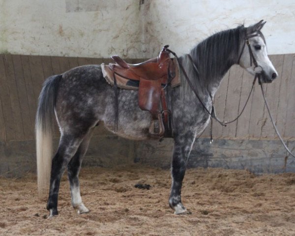 horse Amos (Arabian purebred, 2013, from Kahil Al Shaqab ox)