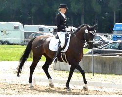 Dressurpferd Leon 577 (Tschechisches Warmblut, 2004, von Jaspis)
