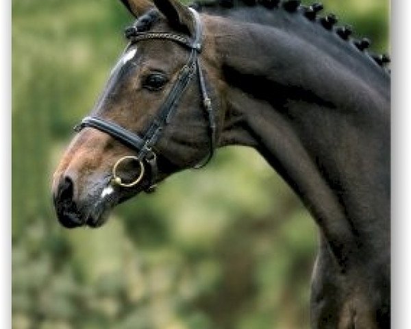 stallion Latouro (Holsteiner, 1987, from Landgraf I) stallion Latouro (Holsteiner, 1987, from Landgraf I)