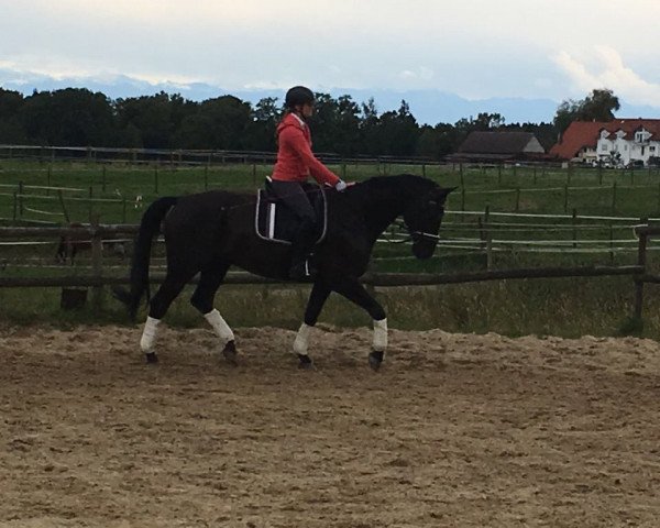 dressage horse Heartbreaker 61 (Württemberger, 2007, from Hotline) dressage horse Heartbreaker 61 (Württemberger, 2007, from Hotline)