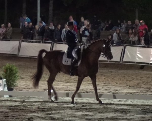 Reitturnier Frechen-Grefrath - Sonnenhof 2018