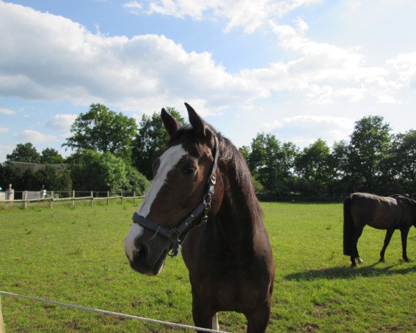 Pferd Cadychon (Holsteiner, 1992, von Coriander)