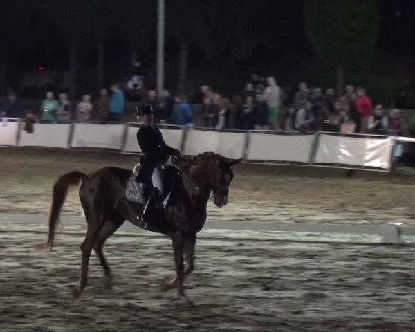 Reitturnier Frechen-Grefrath - Sonnenhof 2018
