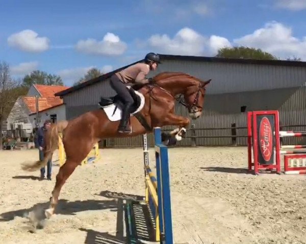 jumper Vangelis 13 (Hanoverian, 2012, from Van Helsing)