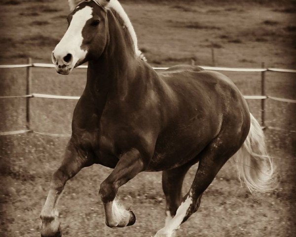 jumper Massimo (Black Forest Horse, 2007, from Modest)