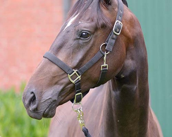 broodmare Sonnenbergs Rania (Oldenburg, 2012, from Sandro Hit)