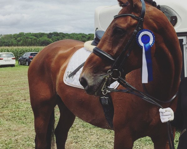 dressage horse Finest Choice (Hanoverian, 2008, from Farewell III)