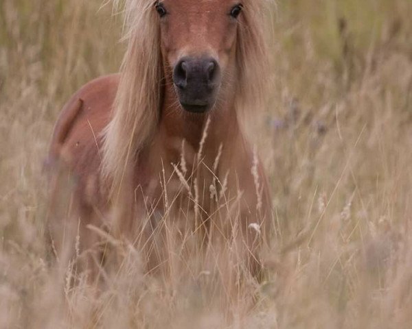 horse Piccasso vom Fasanenweg (Shetland Pony, 2011, from Puschel)