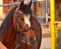 dressage horse Sayonara 39 (Pony without race description, 2007, from Unbekannt Pony)
