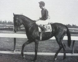 broodmare Castle Forbes xx (Thoroughbred, 1961, from Tulyar xx)