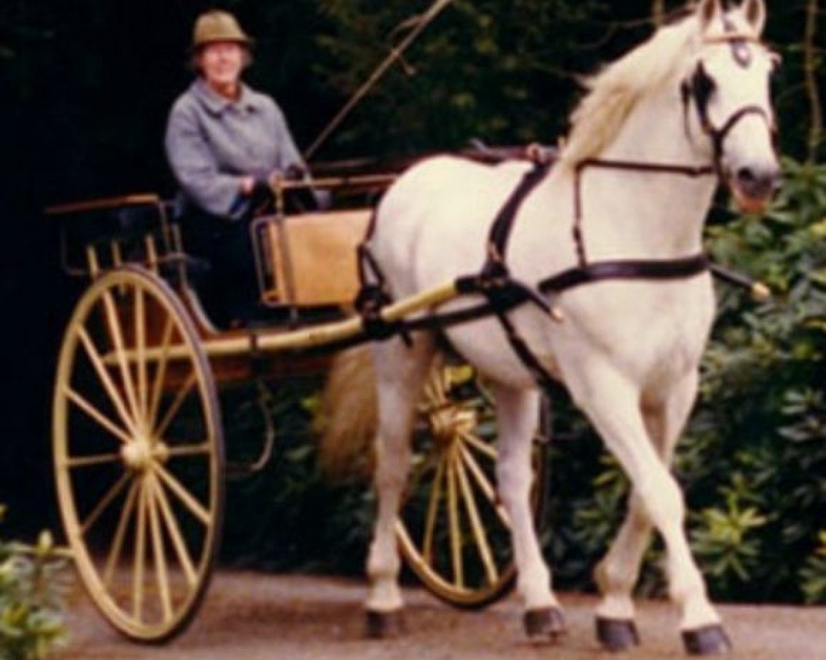Deckhengst Blue Peter (Irish Draught Horse, 1959, von Kylemore)