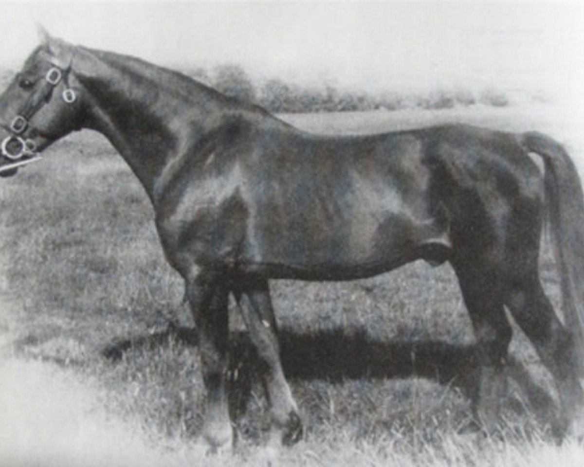 stallion Lahinch (Irish Draft Horse, 1963, from Laughton)