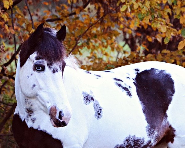 dressage horse Lovely Flicka (Lewitzer, 2007, from Percy) dressage horse Lovely Flicka (Lewitzer, 2007, from Percy)
