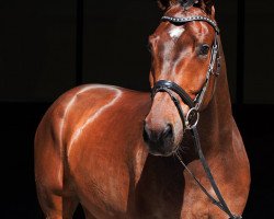 dressage horse Den Hoog (Rhinelander, 2012, from den Haag 12)