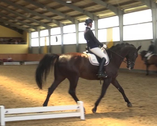 Reitturnier Frechen-Grefrath - Sonnenhof 2018