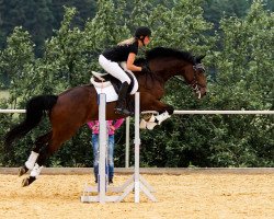 broodmare Aischa U (Holsteiner, 2008, from Casall Ask)