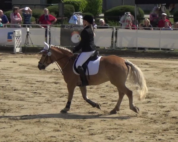 Reitturnier Frechen-Grefrath - Sonnenhof 2018