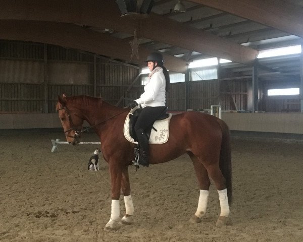 Springpferd Napapijri 4 (Deutsches Sportpferd, 2009, von No Limit)