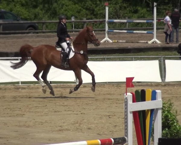 Reitturnier Frechen-Grefrath - Sonnenhof 2018