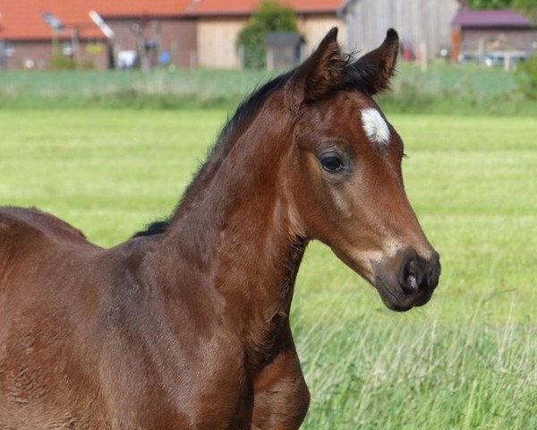 Pferd Fürst Filibert (Oldenburger, 2018, von For Romance I)