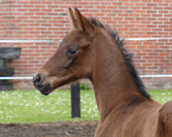 horse Fridenand (Hanoverian, 2017, from Franziskus FRH)