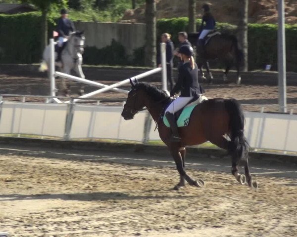 Reitturnier Frechen-Grefrath - Sonnenhof 2018