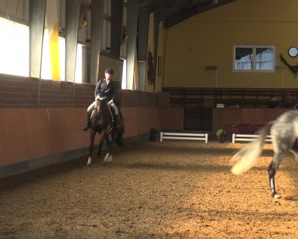 Reitturnier Frechen-Grefrath - Sonnenhof 2018