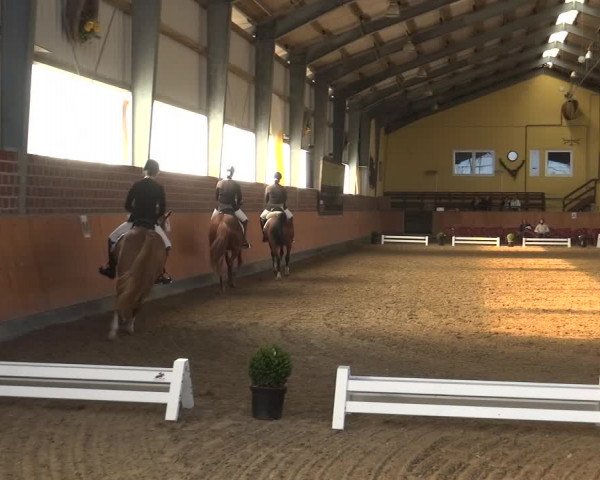 Reitturnier Frechen-Grefrath - Sonnenhof 2018