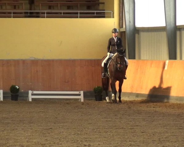 Reitturnier Frechen-Grefrath - Sonnenhof 2018