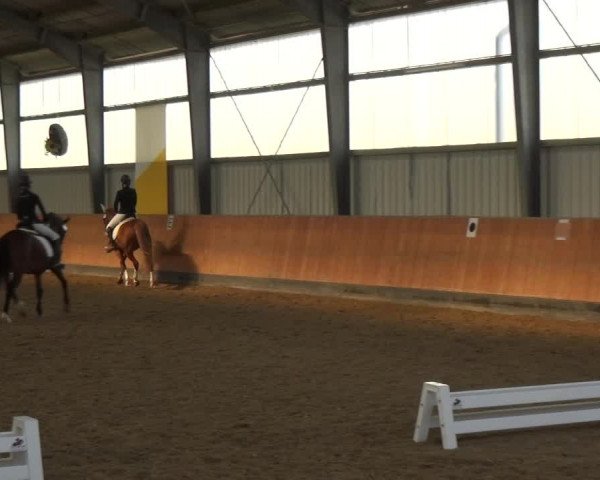 Reitturnier Frechen-Grefrath - Sonnenhof 2018
