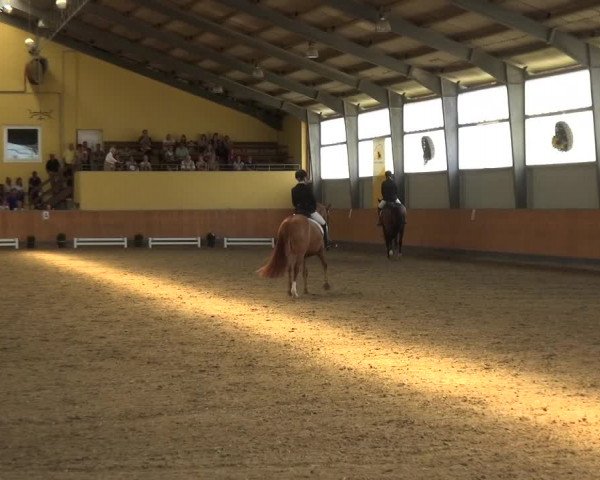Reitturnier Frechen-Grefrath - Sonnenhof 2018