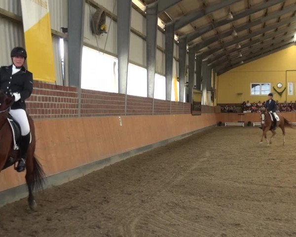 Reitturnier Frechen-Grefrath - Sonnenhof 2018