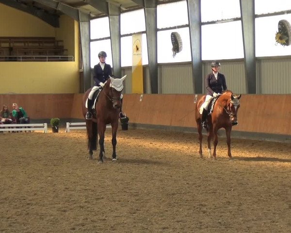 Reitturnier Frechen-Grefrath - Sonnenhof 2018